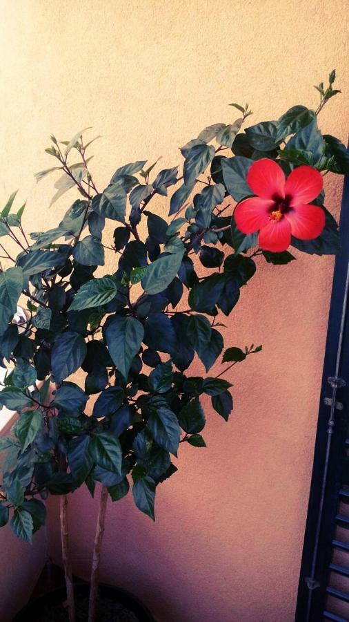 Apartment Sunce シベニク エクステリア 写真